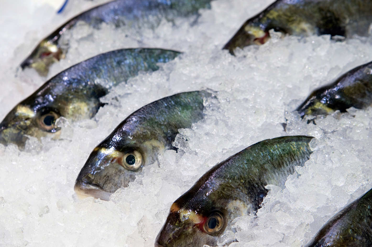 Можно ли заморозить Непотрошеную рыбу